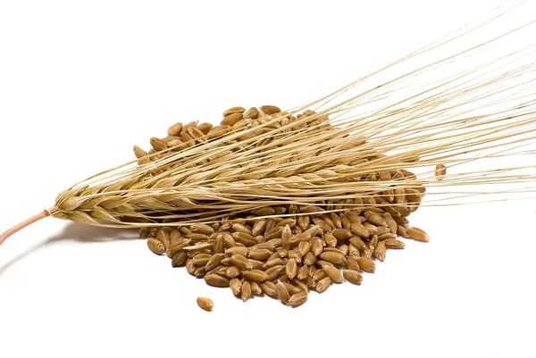Barley — wholesale wheat & grains from Francoalva Sp. z o.o., Warsaw
