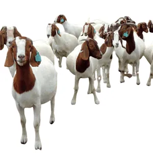 Boer Goats — wholesale poultry & livestock from Francoalva Sp. z o.o., Warsaw