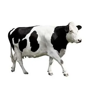 Holstein Friesian Cattle — wholesale poultry & livestock from Francoalva Sp. z o.o., Warsaw