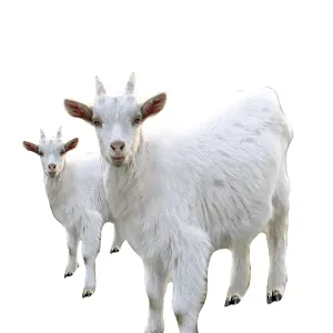 Saanen Goat — wholesale poultry & livestock from Francoalva Sp. z o.o., Warsaw