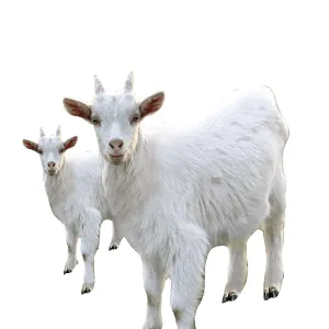 Saanen Goat — wholesale poultry & livestock from Francoalva Sp. z o.o., Warsaw